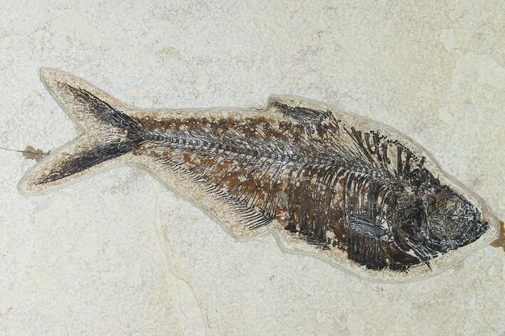 Fossil Fish (Diplomystus) - Green River Formation - Inch Layer #138604